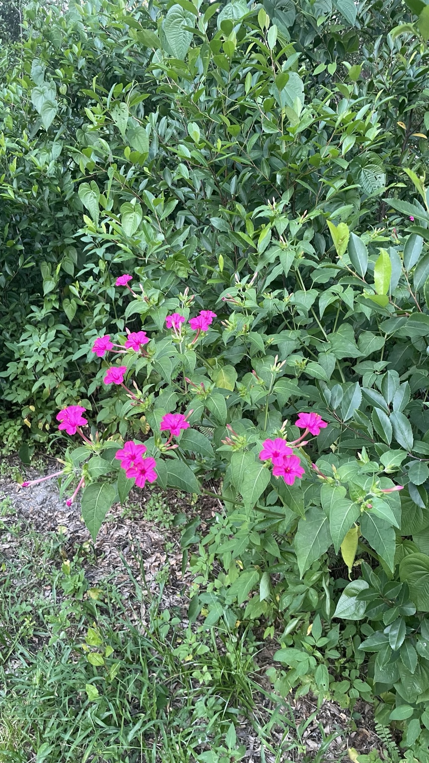 Pink flowers in a Florida garden